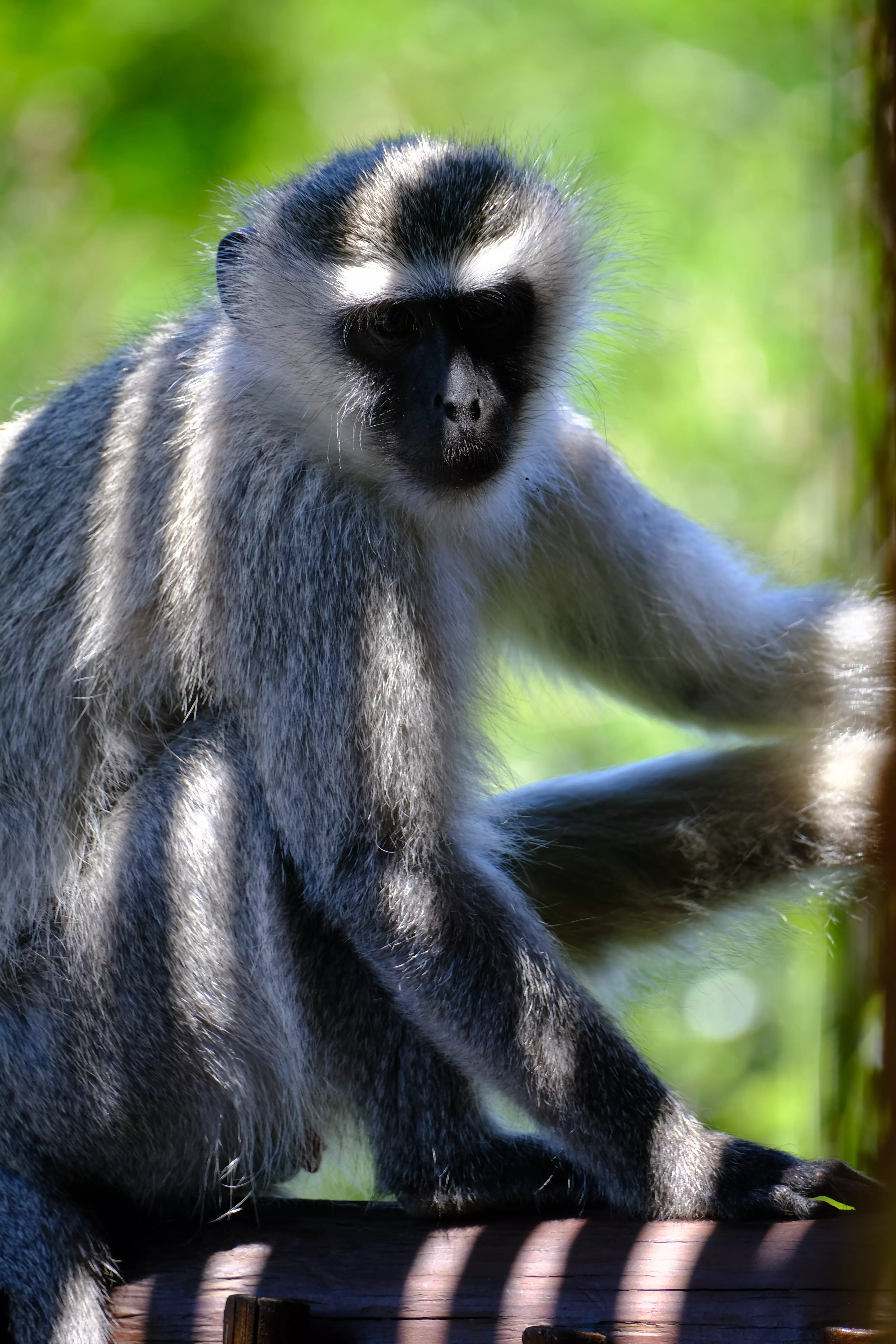 Vervet monkey sitting outside our room, waiting for more bananas