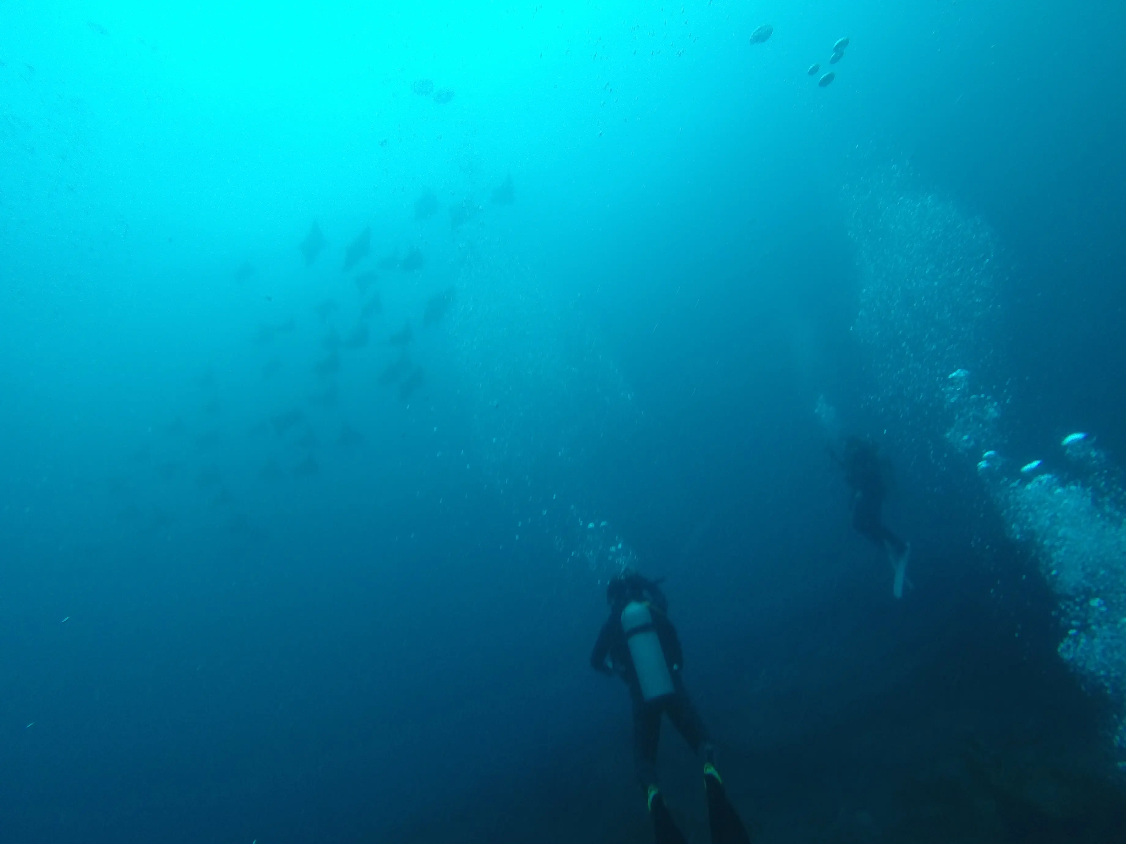 Laura looking up from Manta Reef towards ~100 rays swimming above us