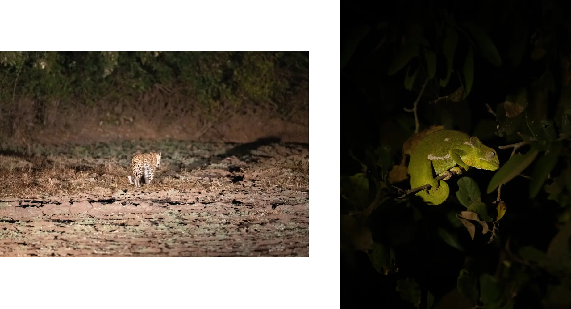 The night drives were amazing at South Luangwa. We saw tons of hippo, leopard, porcupines(!), hyena, genet and a lot more
