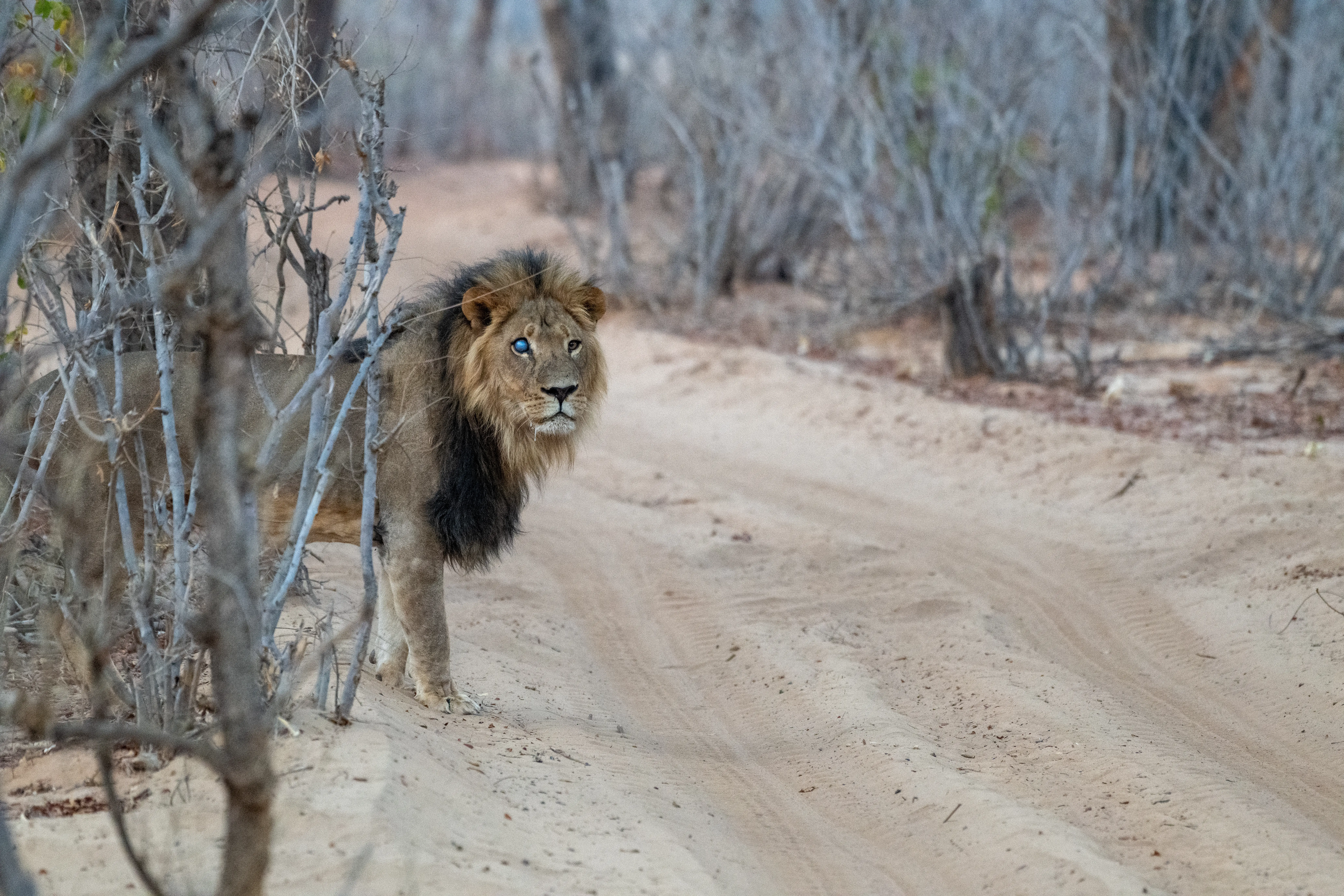 Lion in camp with eye disease