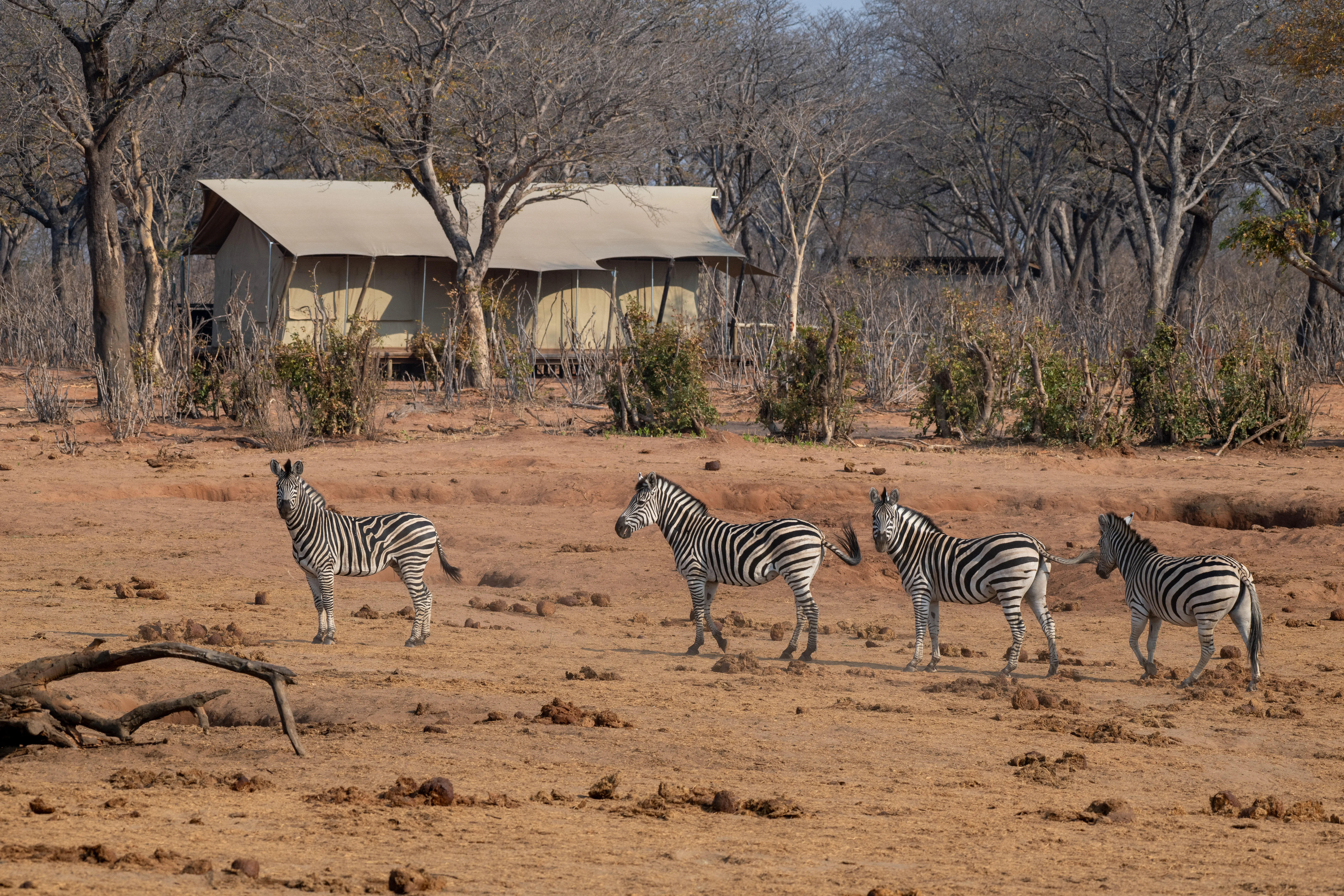 Zebra at camp watering hole