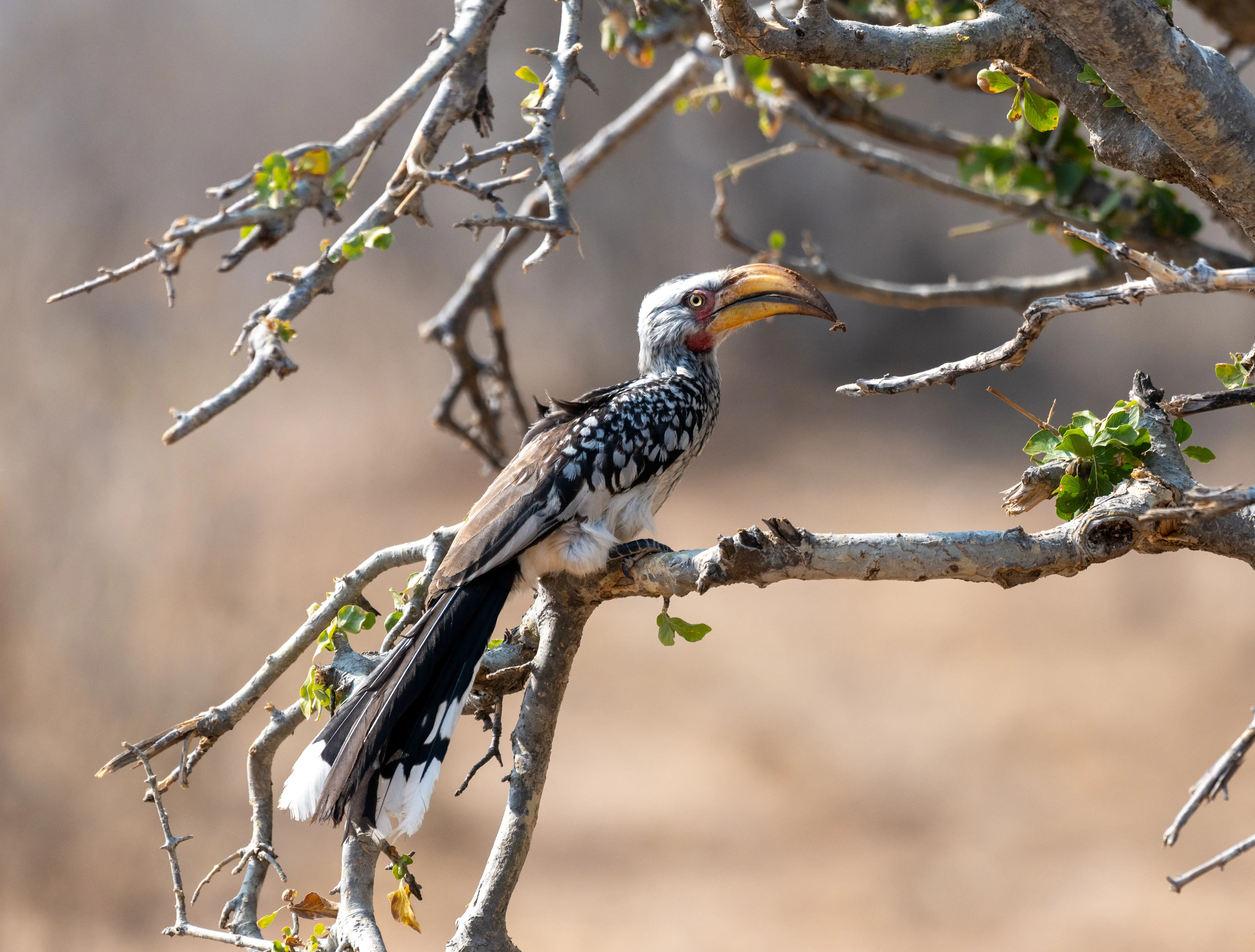 Yellow-billed Hornbill