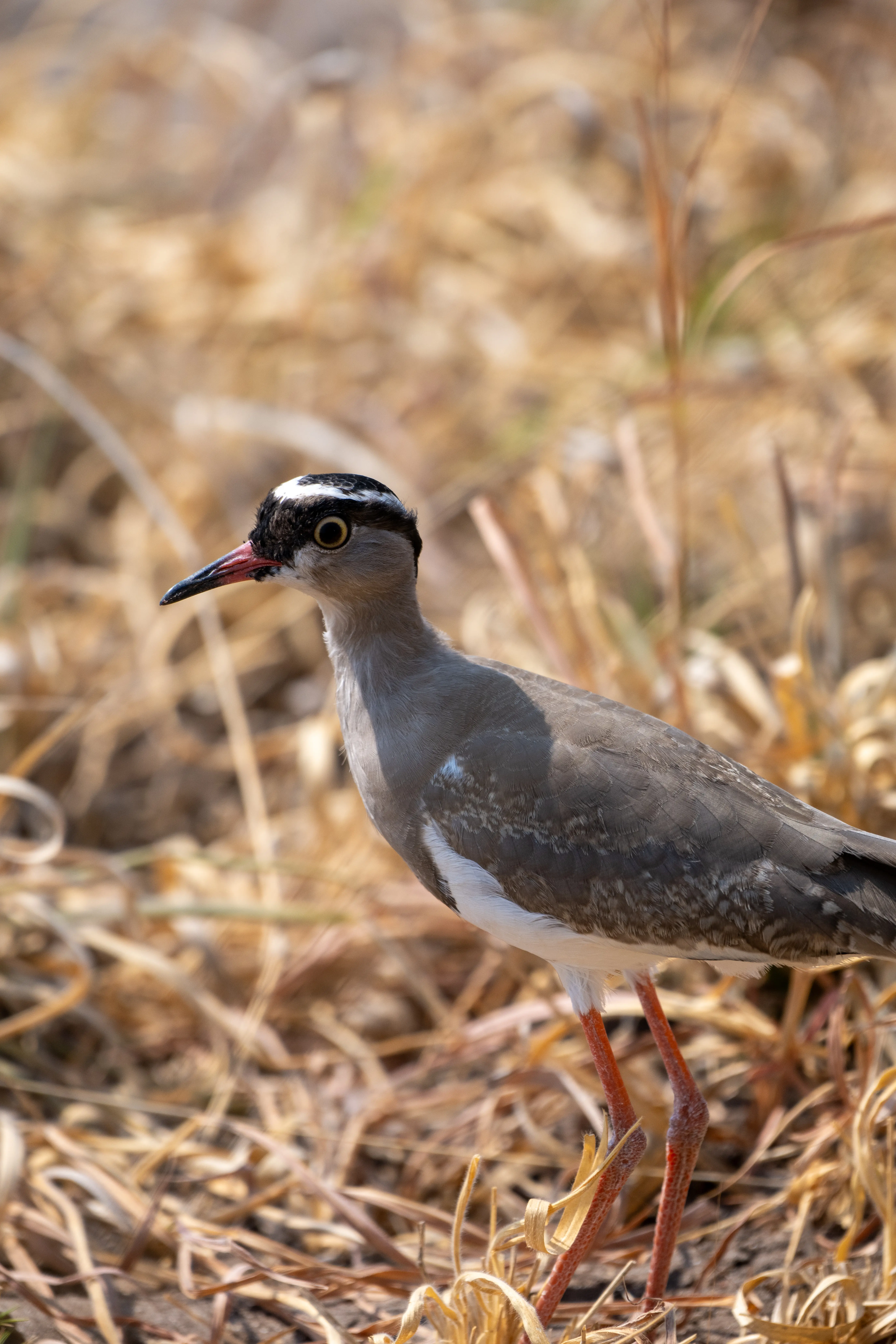 Crowned Lapwing