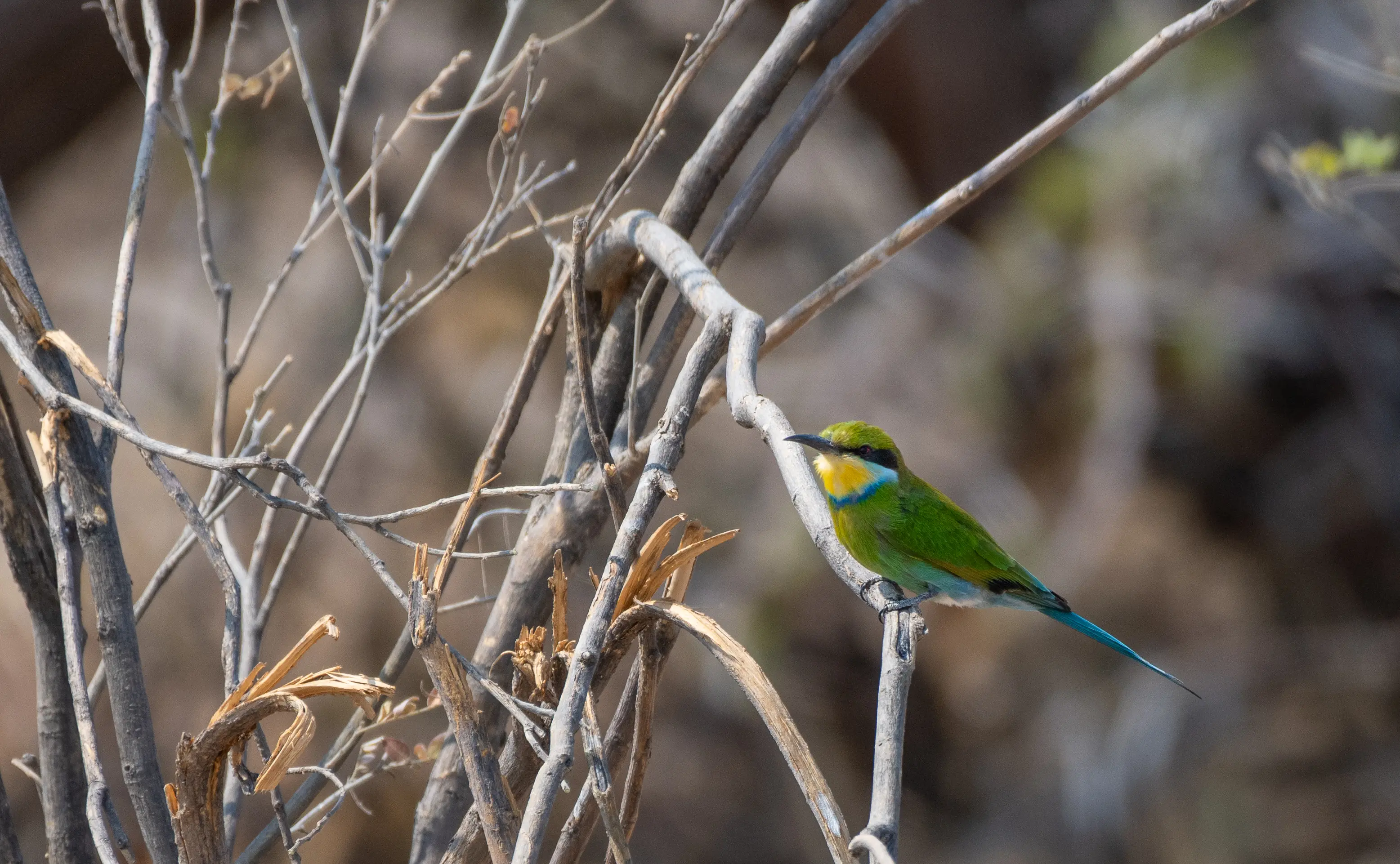 Swallow-tailed Bee-eater