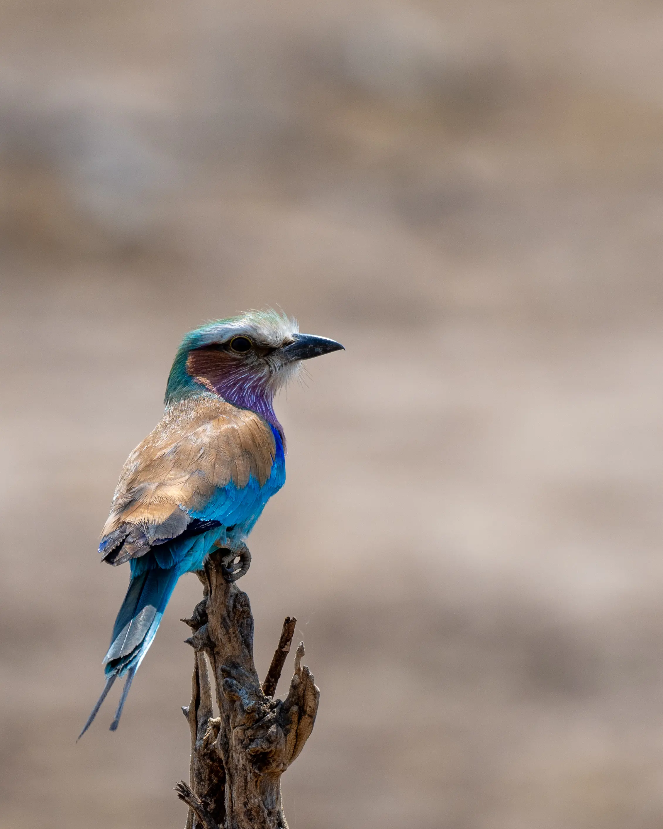 Lilac-breasted Roller