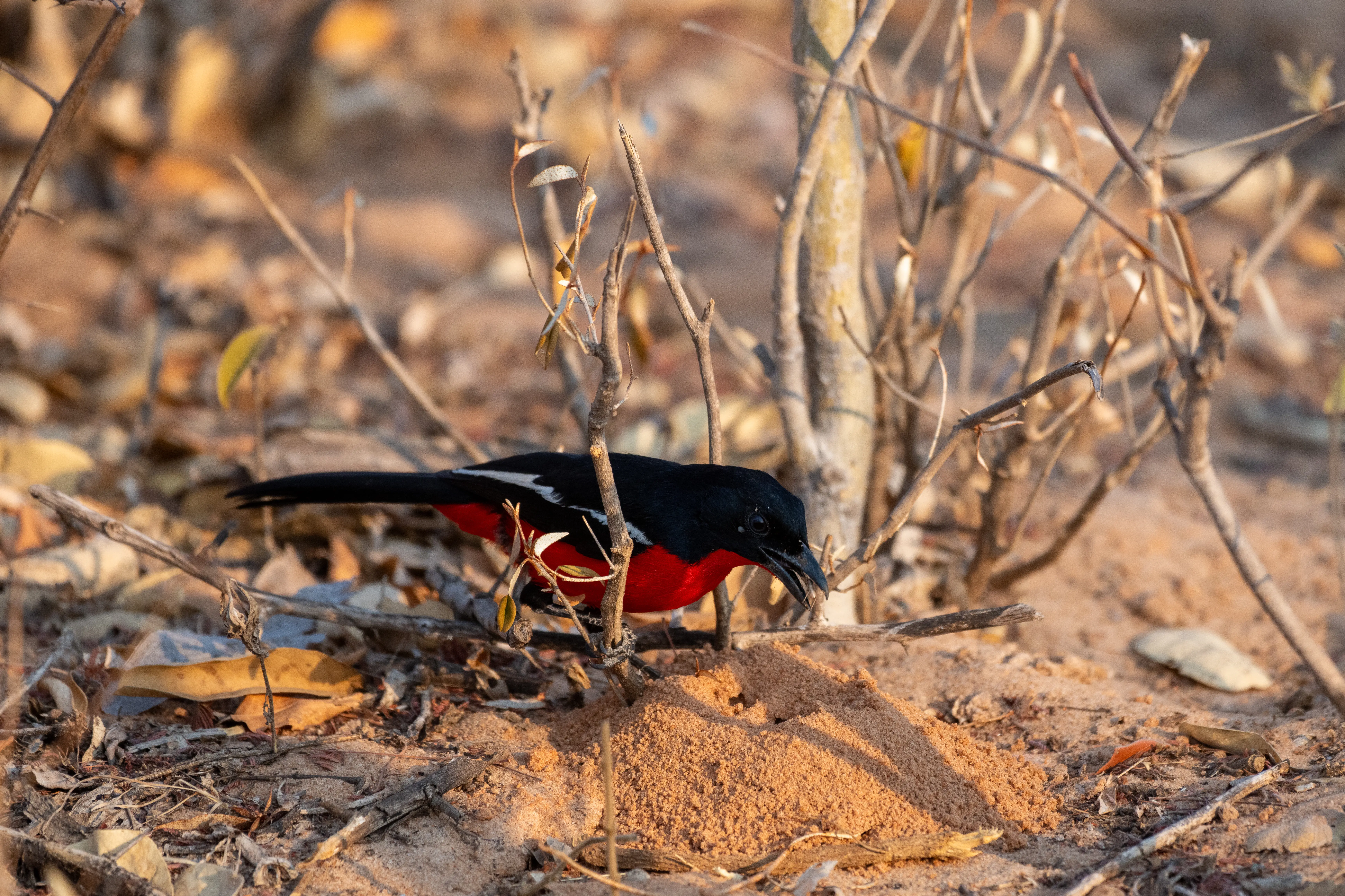 Crimson-breasted Shrike (gonolek)
