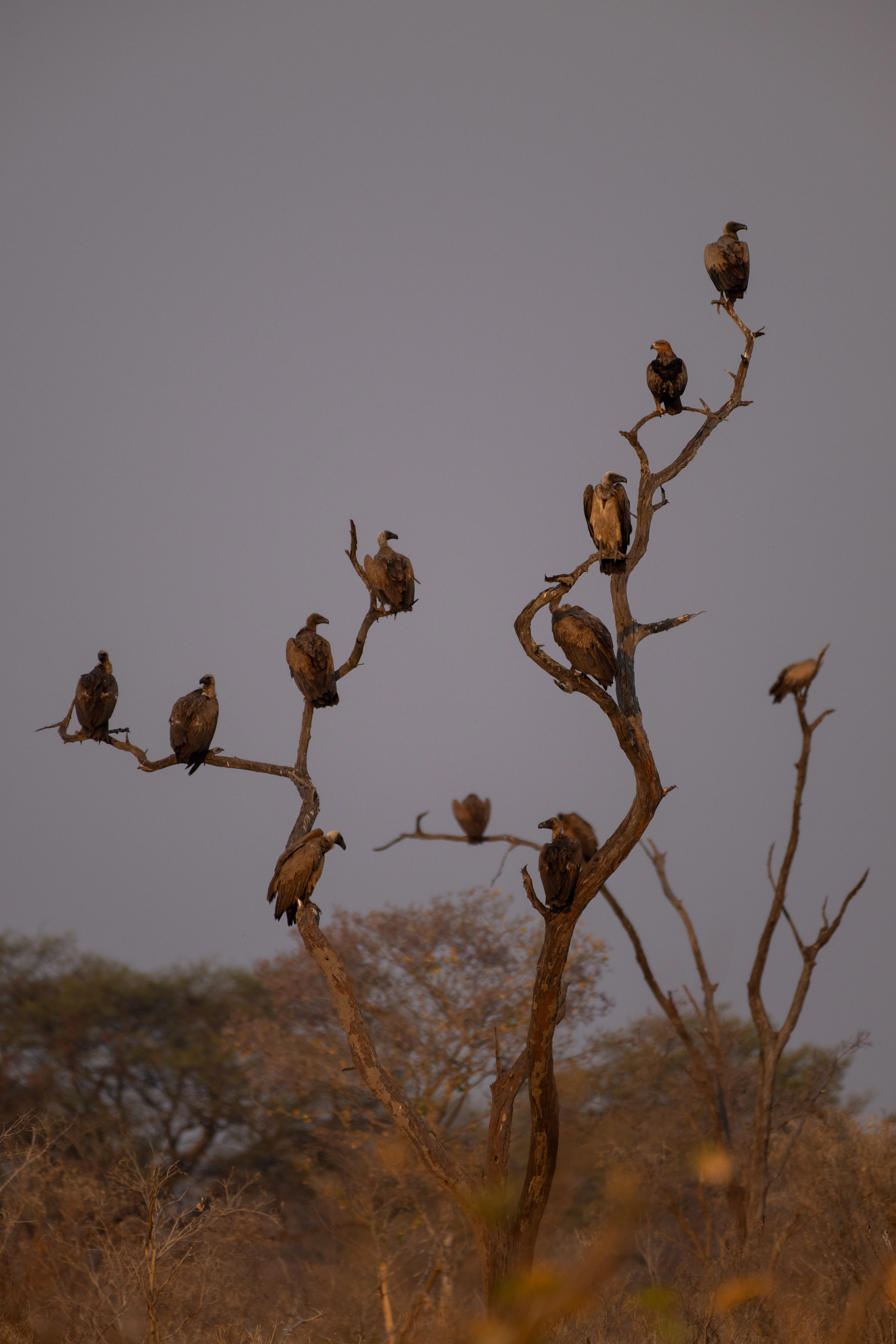 Vultures