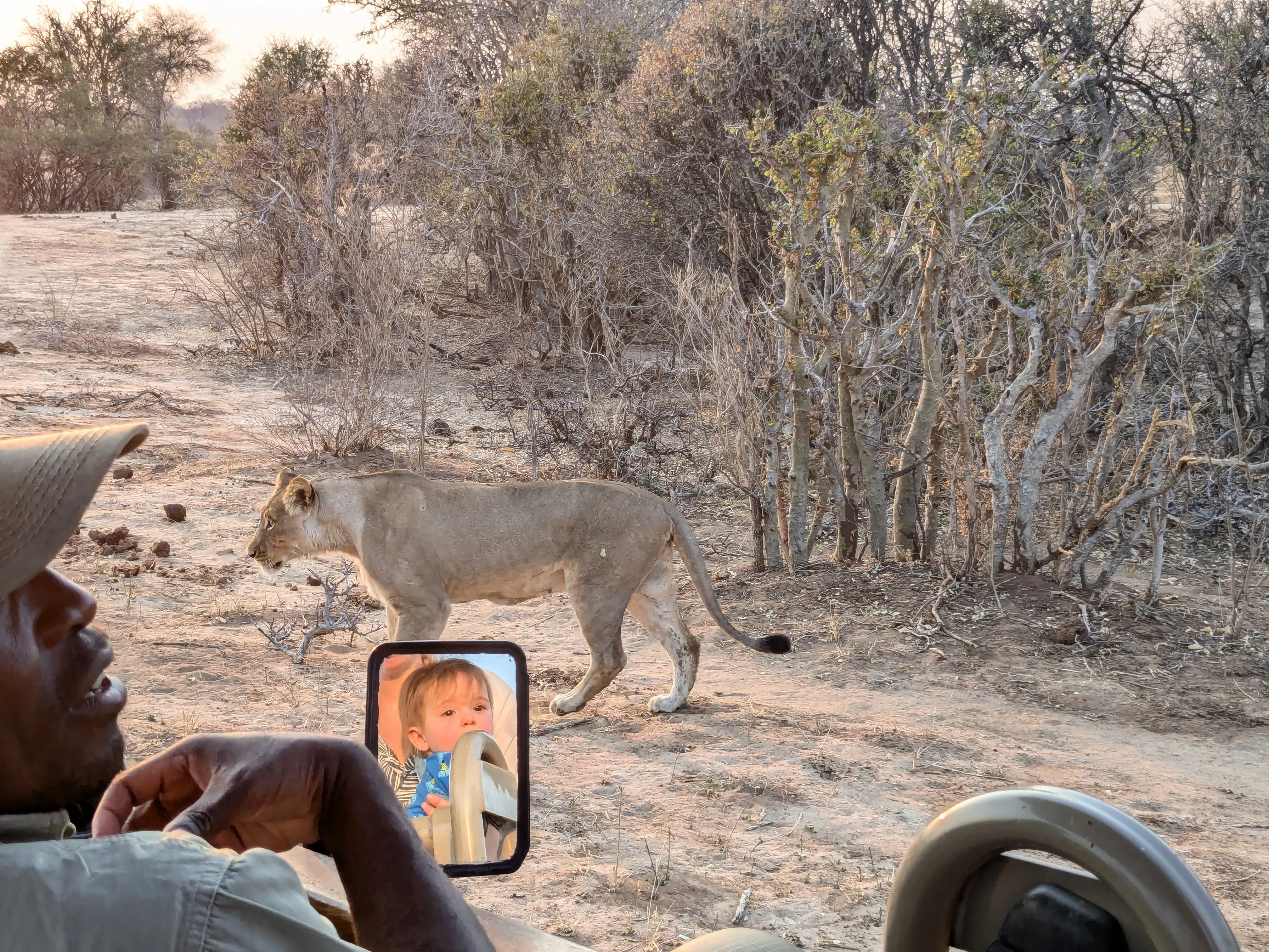 Two lions on the way to the camp - good thing we didn’t walk!