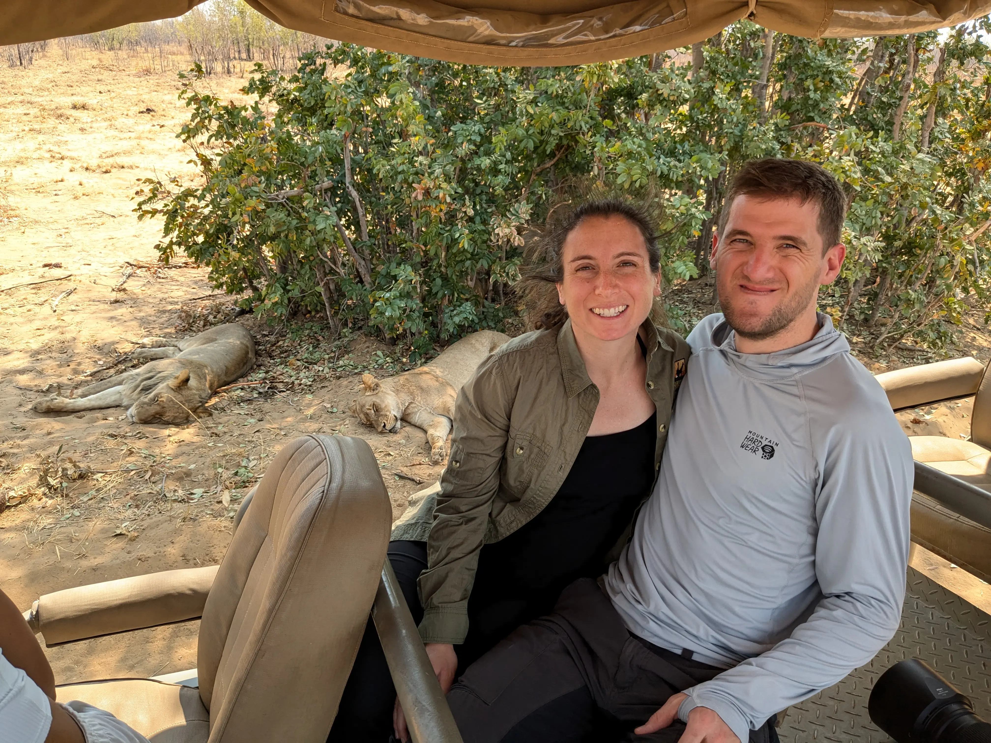 Lions are the laziest animals